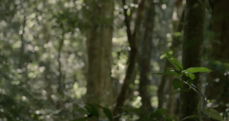 Trees and leaves in the forest on a sunny day