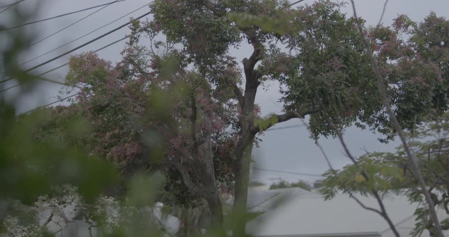 Rain falling on tree leaves