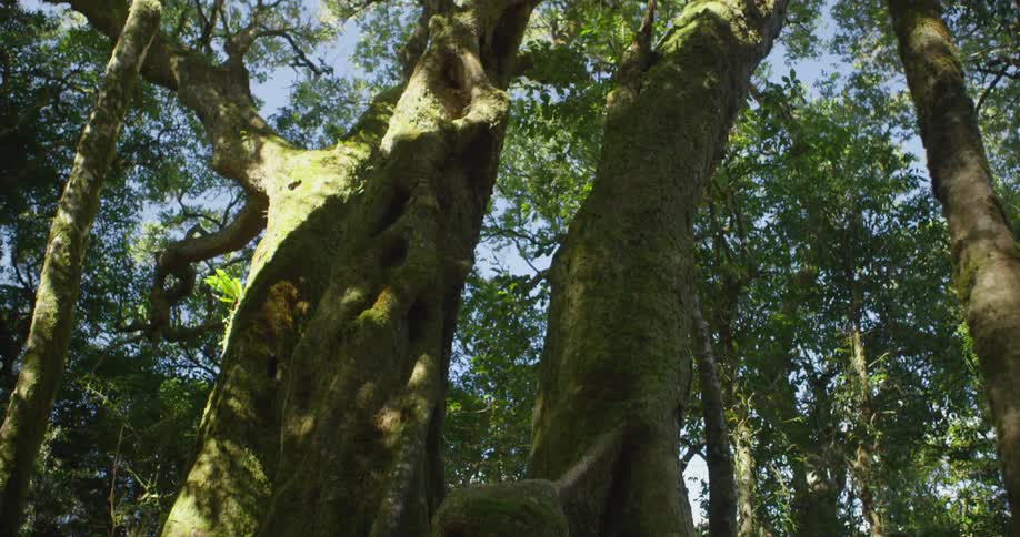 Moss covers and old tree in the woods