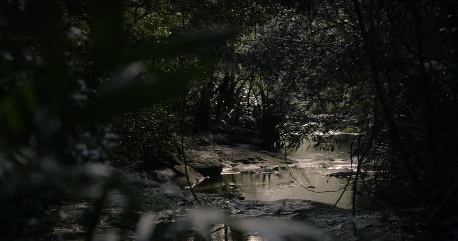 A river flows through a forest