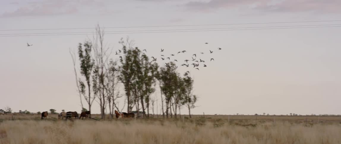 A flock of birds flies over horses in a rural field