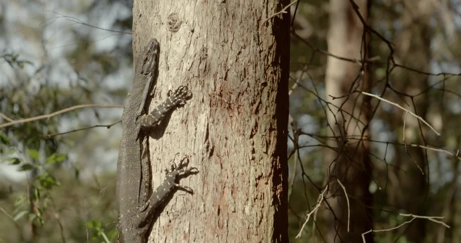 A large salamander is crawling up the tree