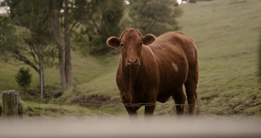 A cow stands in a grassy rural field