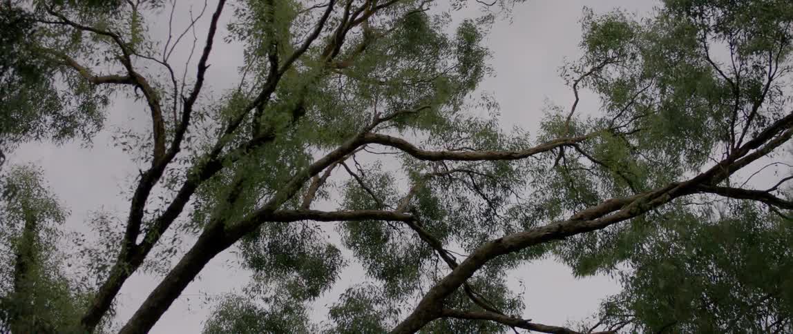 The branches and leaves of a tree blow in the wind
