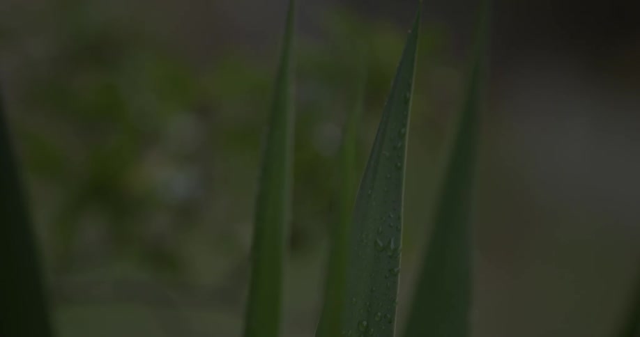 Water droplets cover a green plant