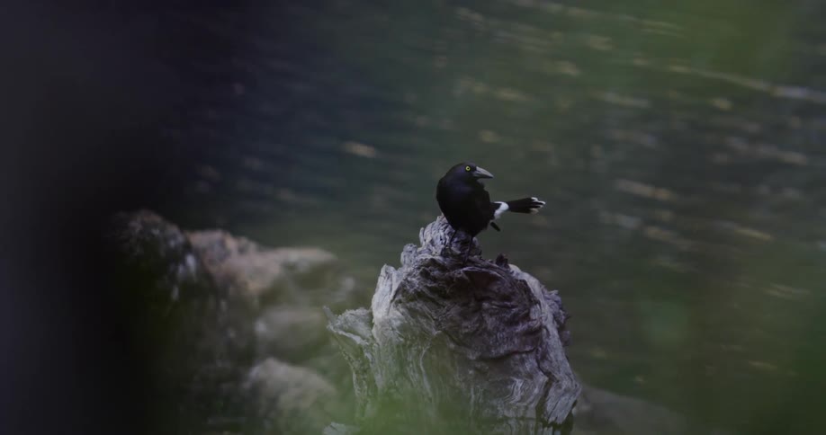 A bird sits on a rock by a lake