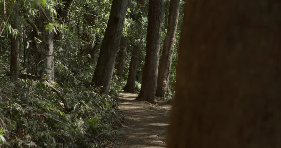 A small trail runs through the woods