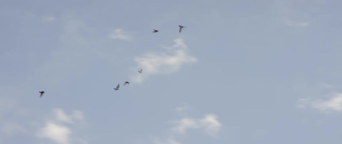 Birds fly in a cloudy sky