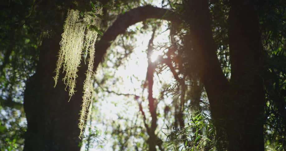 Long strands of moss hang from a tree branch and sway in the sunlight