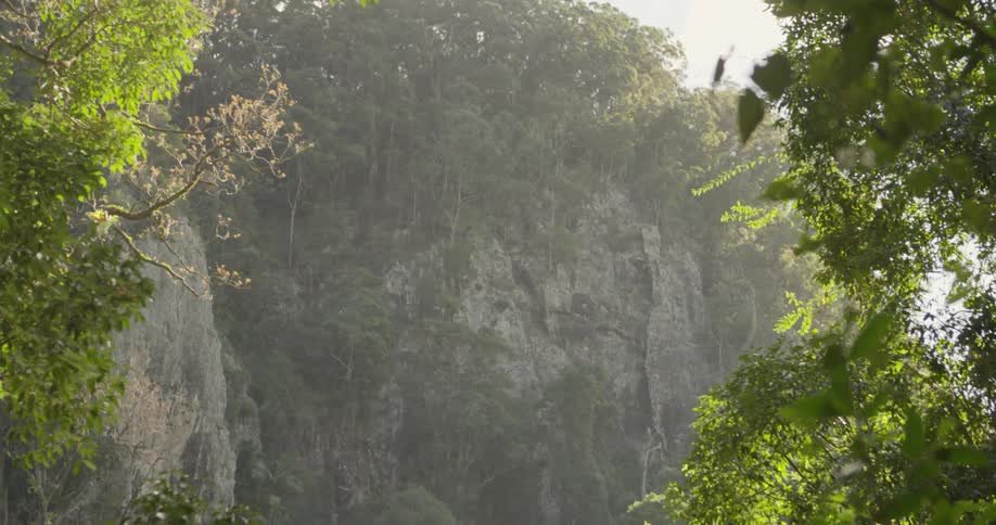 Trees and plants hang off the side of a stone mountain