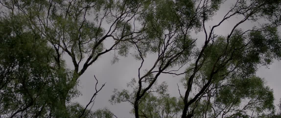 Wind blows through tall trees that stand overhead