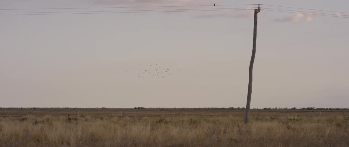 Birds flying over weedy plains
