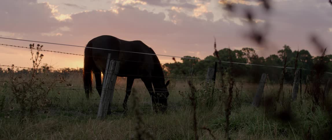 Horse grazing in a pasture next to a wire fence
