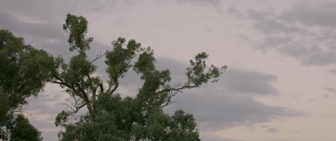 The branches and leaves of a tree blow in the wind at dawn