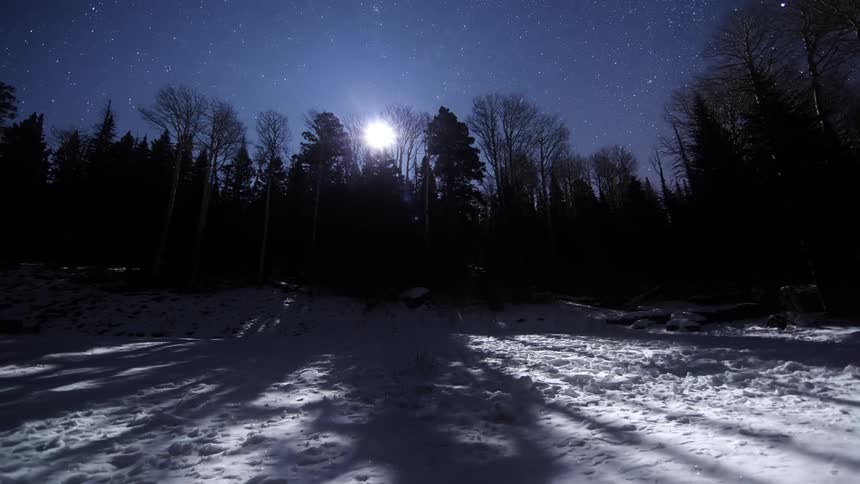 The forest has tall trees with stars moving above