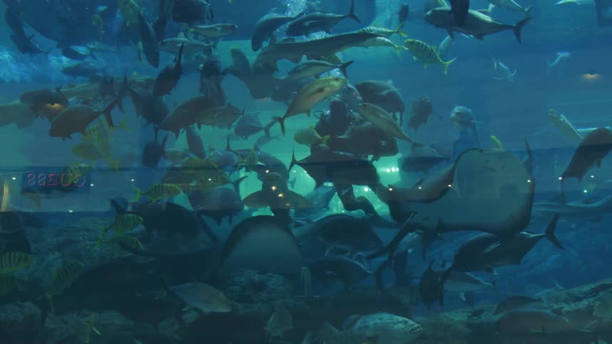 Various fish swim in a large tank indoors