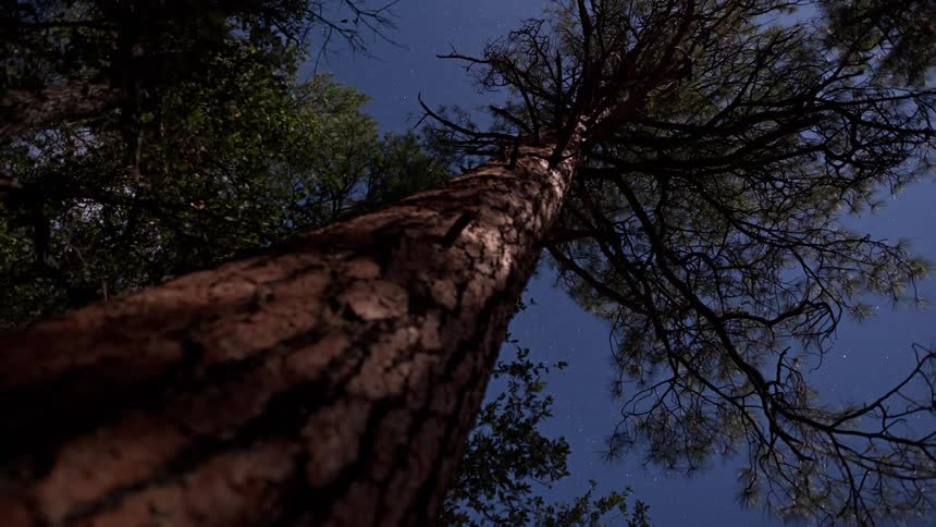 View looking up at a large tree