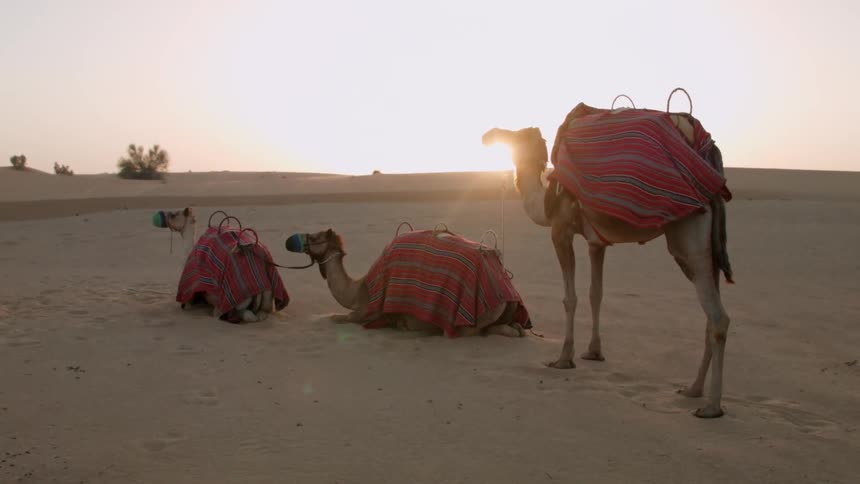 Camels are waiting on the windy desert
