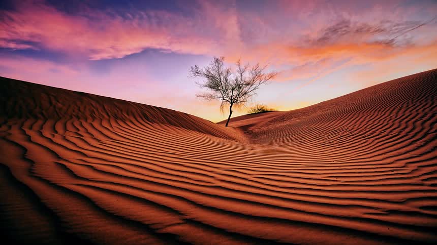 A tree in the middle of sand dunes with clouds overhead