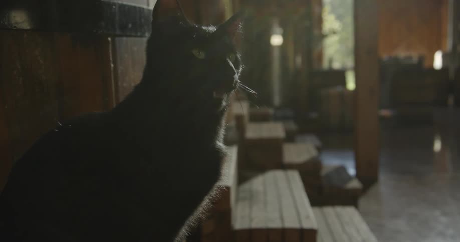 A black cat sits down next to a barrel