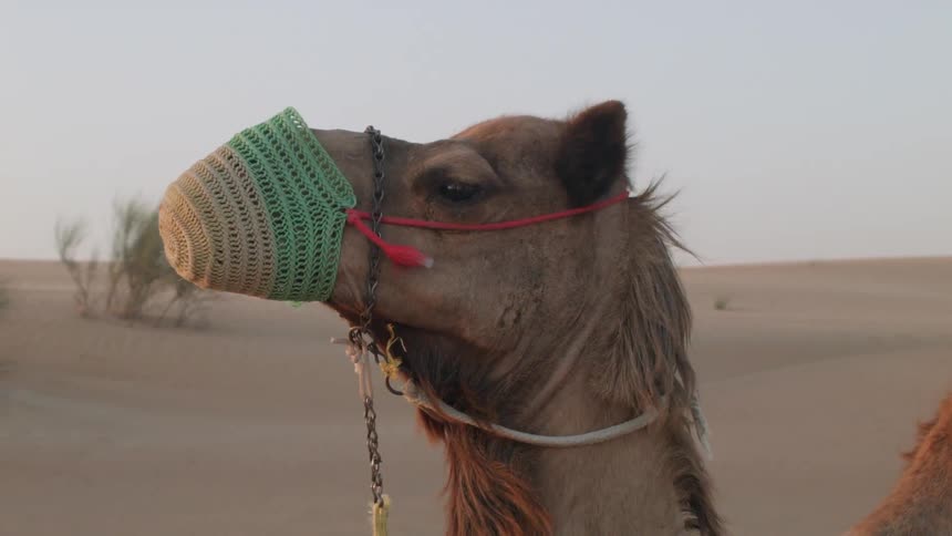 Camel with a knitted garment over its mouth and nose