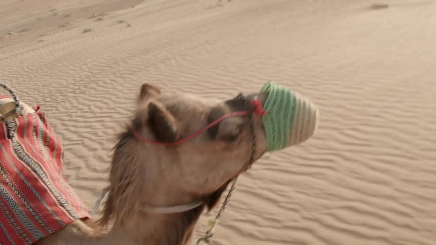 A camel is walking in the desert on a windy day