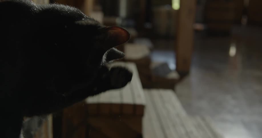 A black cat begins to clean himself