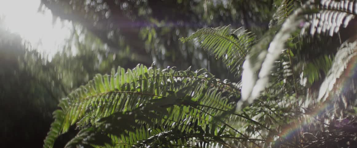 Sunlight shining through ferns
