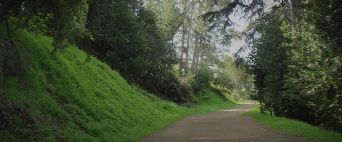 A small road through a wooded area