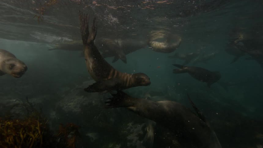 Many seals swimming in shallow waters