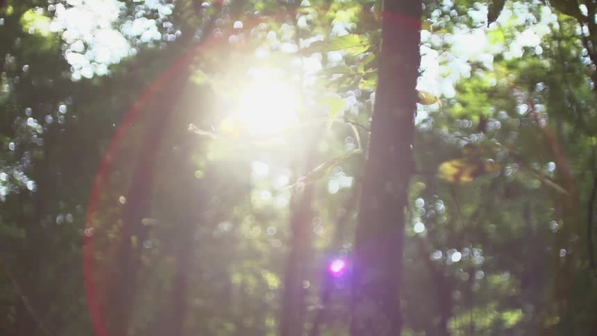 Sun shines bright down on a forest
