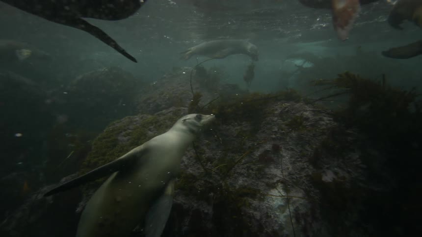 Sea lions swim underwater