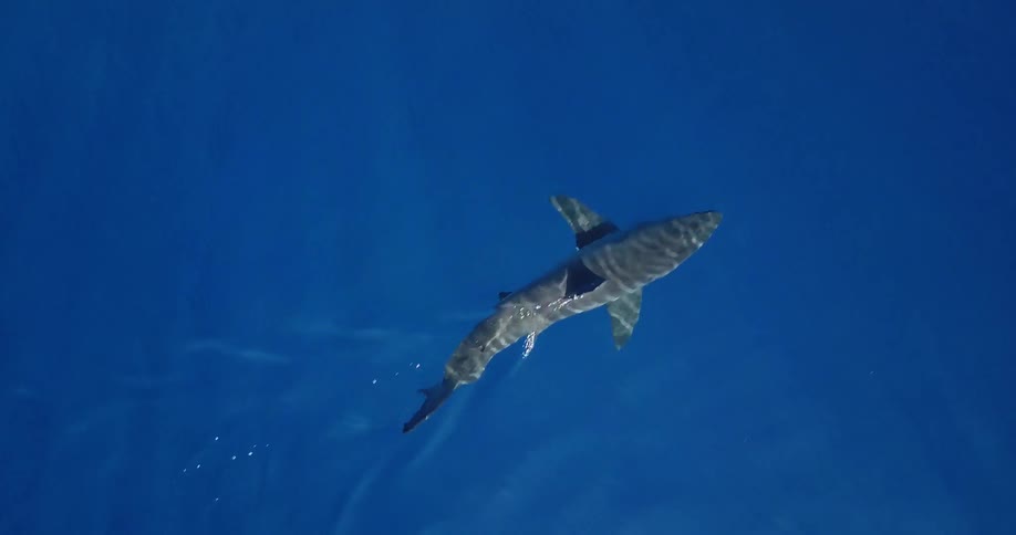 A shark is swimming near the surface of a clear blue sea
