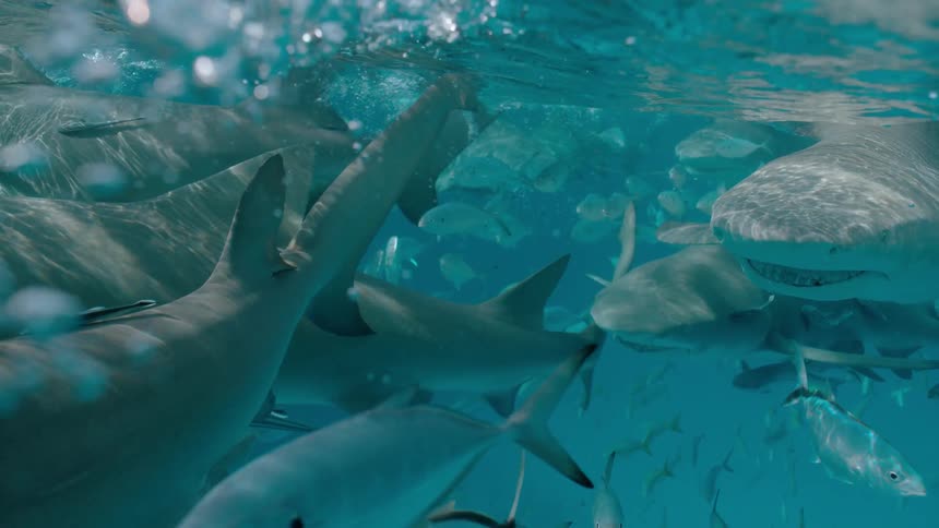 Sharks and fish swim just beneath the ocean surface