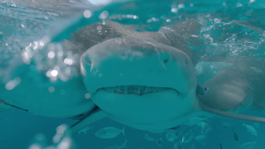 A crowd of sharks are swimming just below the ocean surface