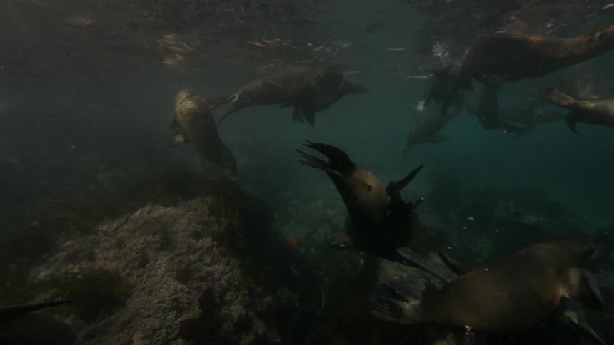 Seals swimming in a shallow pool of water near rocks