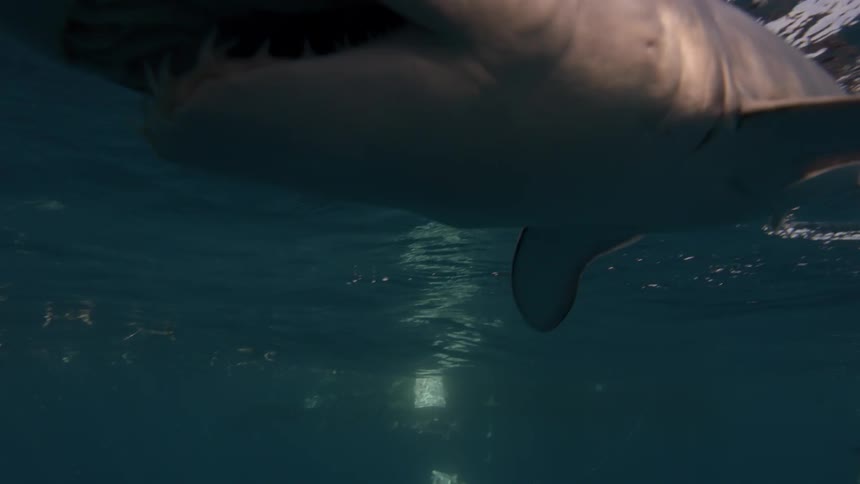 A shark swimming underwater