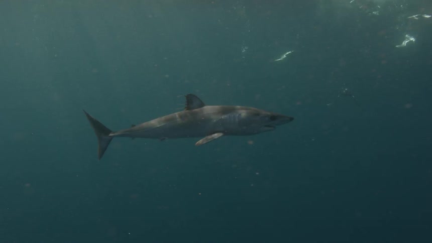 A shark swims past bait in the ocean