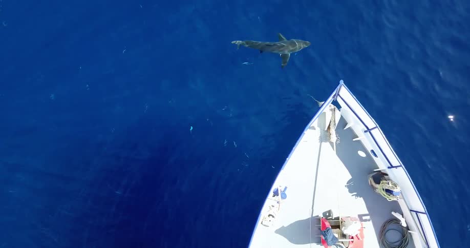 A shark swims near a boat in the ocean