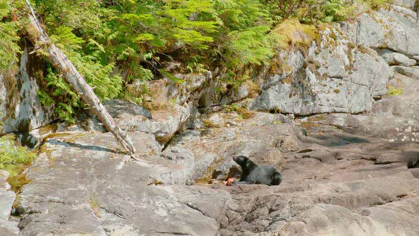 Bear sits on rocks looking up