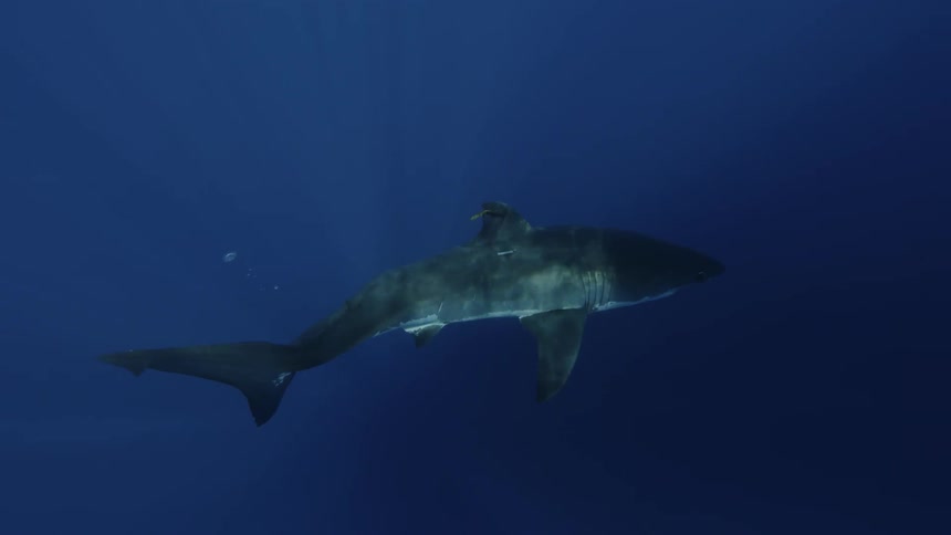 A sharks swims in the ocean