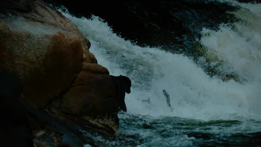 A bear tries to catch fish jumping in a river