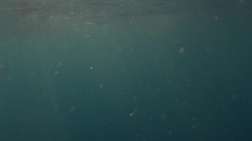 Fish swim at the ocean's surface