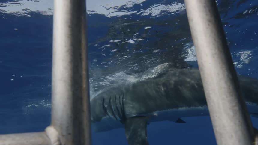 A great white shark swims by a diving cage