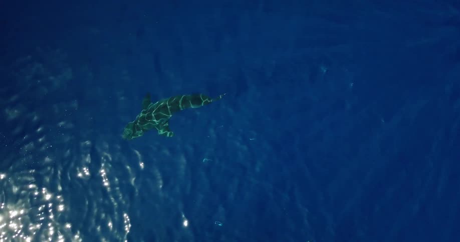 A shark swimming in sunlit waters