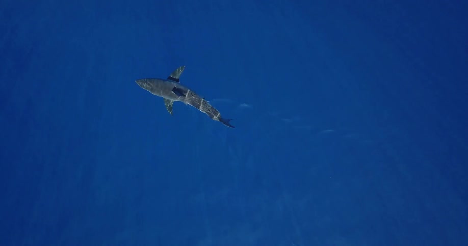 A shark swims in clear blue water