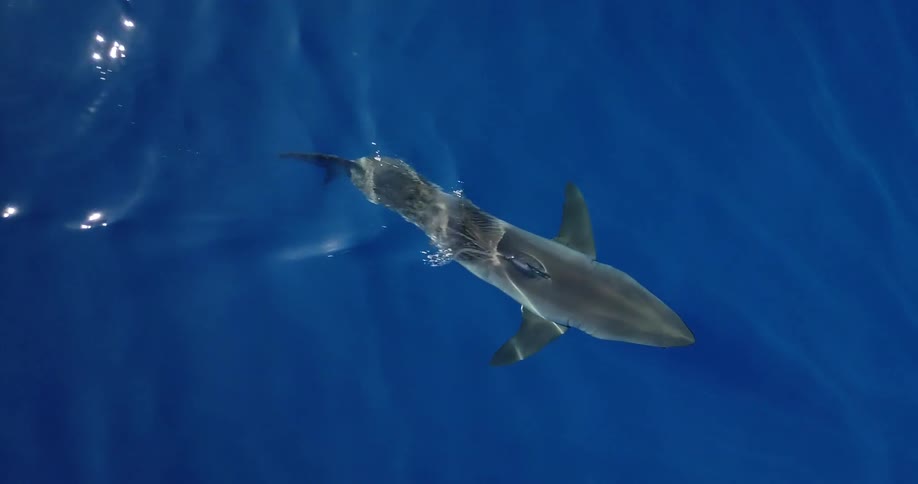 A shark swims at the surface of the ocean