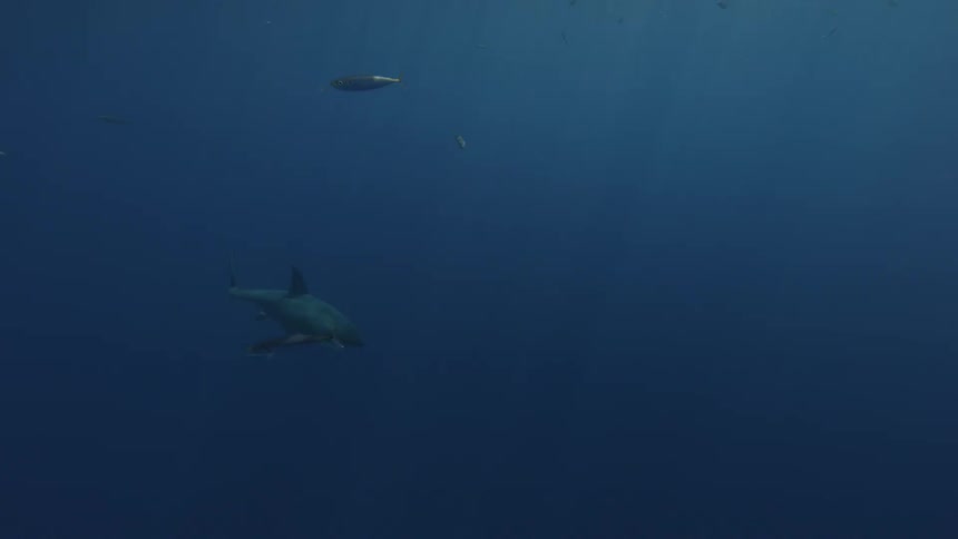 Shark swims in dark water surrounded by small fish