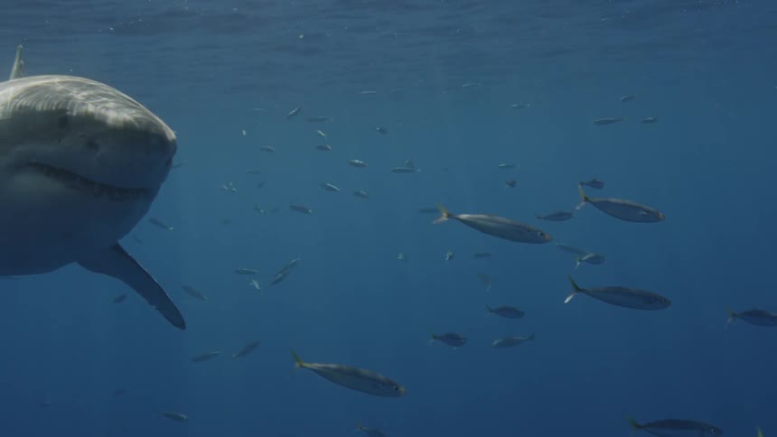 A great white shark and fish swim in the ocean