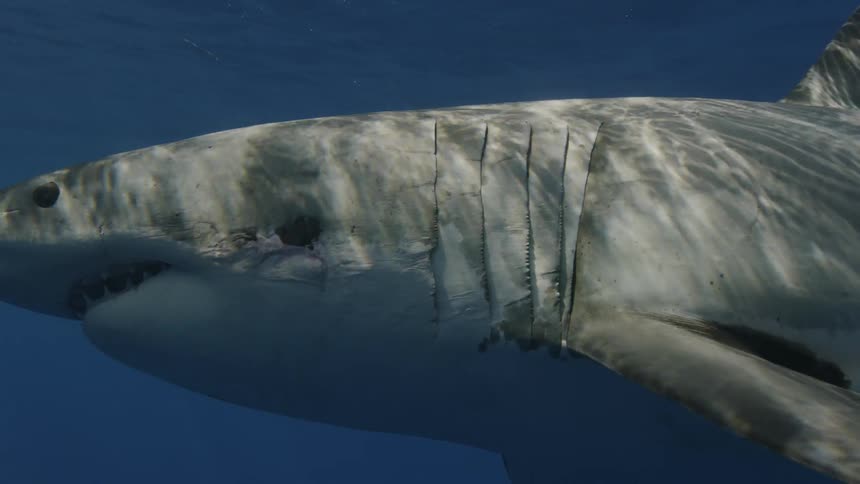A great white shark swims near fish in the ocean